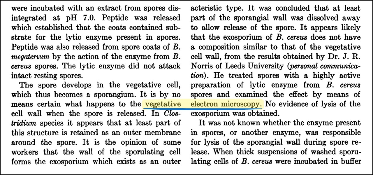 Một "thuật ngữ ma" đã tồn tại 75 năm trên internet, nó đang "ám" vào các mô hình AI, và sẽ còn tiếp tục tồn tại cho đến vĩnh cửu- Ảnh 3.
